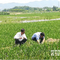 县农业局：植保护农在行动