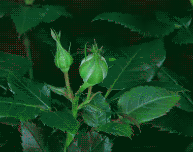 2.gif