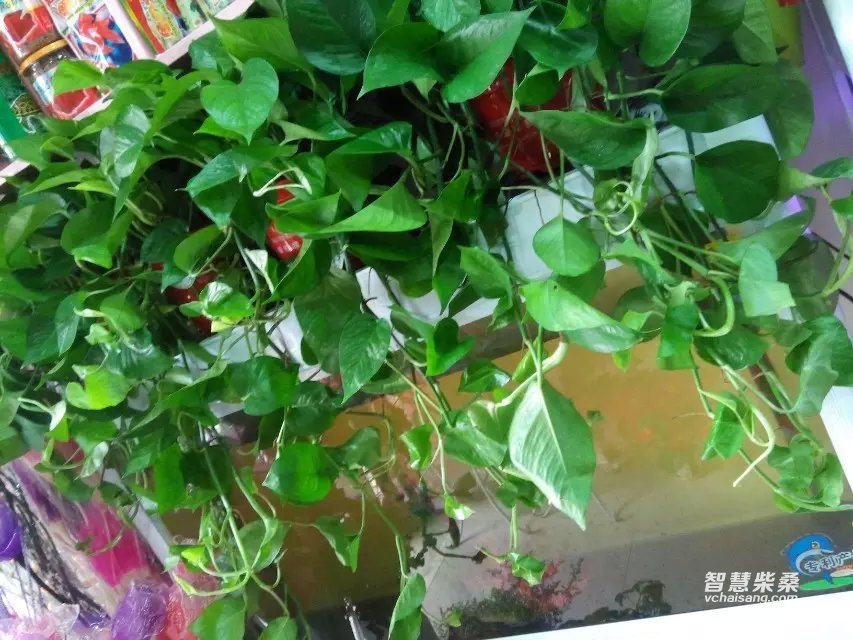 绿行绿罗.jpg