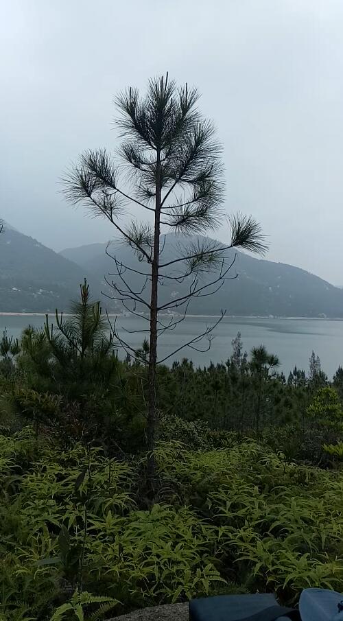 山青水秀松涛间.jpg