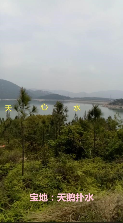 宝地：天鹅扑水.jpg