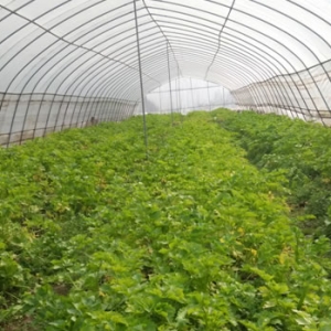 新合镇：多层温控大棚为越冬蔬菜保驾护航