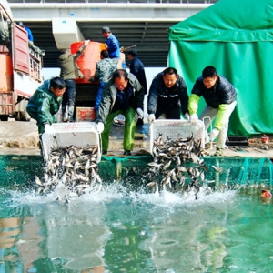 赛城湖增殖放流280万尾鱼苗