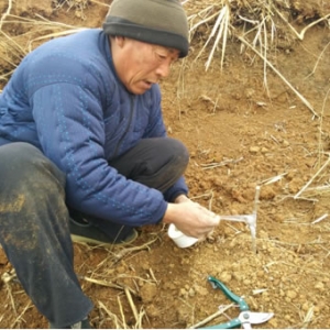 涌泉乡千亩油桃种植基地进入果苗嫁接环节