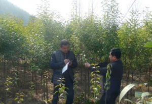 九江县四举措确保春季造林绿化苗木使用安全