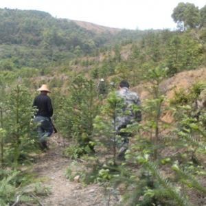 岷山林场组织人员进行苗木护理