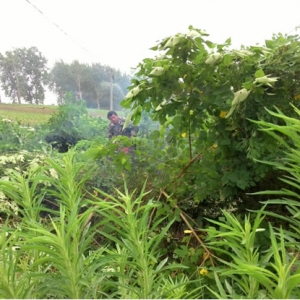 江洲镇：大堤清障紧张进行中