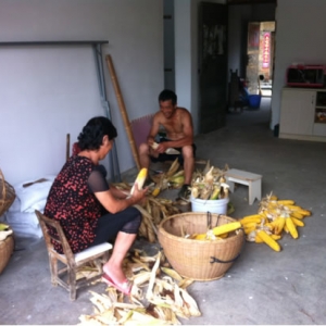 马回岭镇：又到玉米丰收时