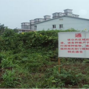 铲除城区违规种菜，改善市民住居环境