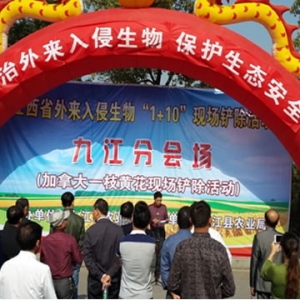 九江市外来入侵生物（加拿大一枝黄花）铲除现场会在我县召开 ...