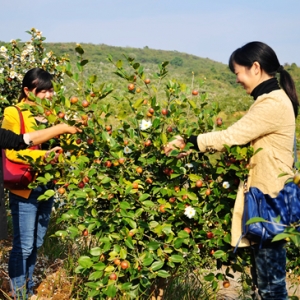 江西乐野千亩油茶基地喜获丰收