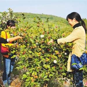 油茶基地喜获丰收