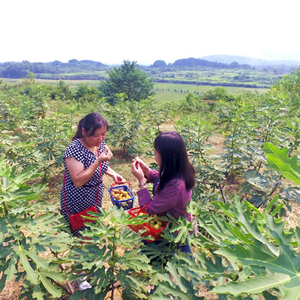 最甜不过新塘无花果