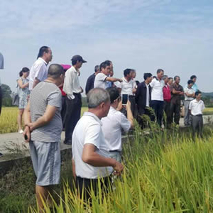 九江县种子管理局召开现代农业水稻新品种展示观摩会