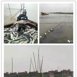 赛城湖场正丰公司鲜鱼开市