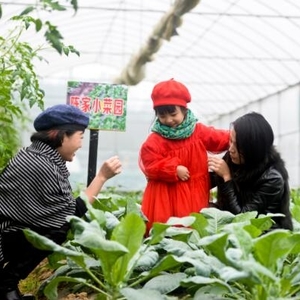 凌华蔬菜公园免费向游客开放