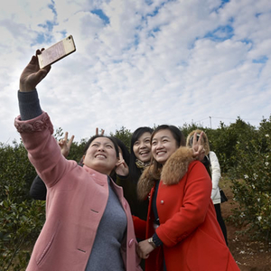 涌泉乡：近千亩油茶花开放