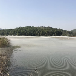 “水中人参”　新塘开花