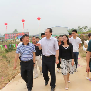 纯蕾金银花开迎客来