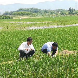 县农业局：植保护农在行动